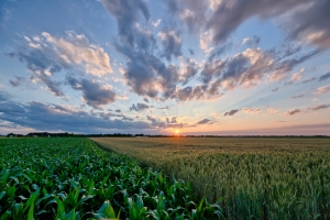 agricultura